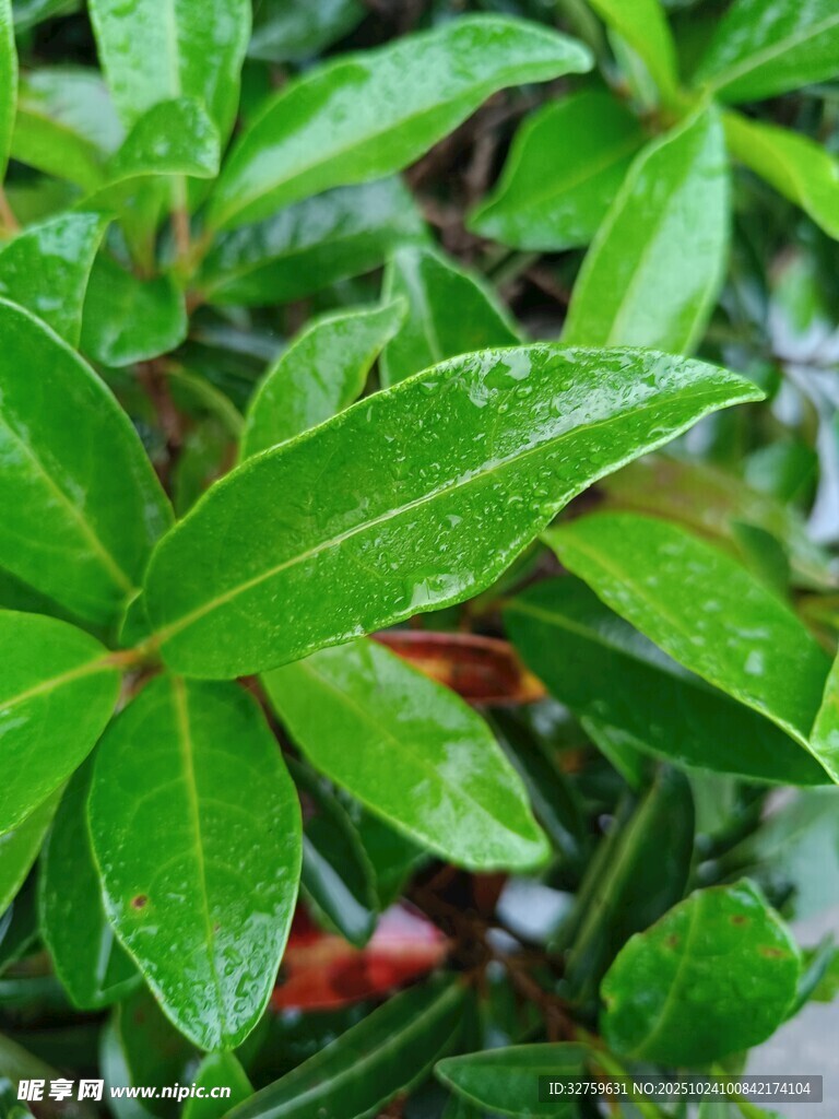 带水珠的翠绿叶片