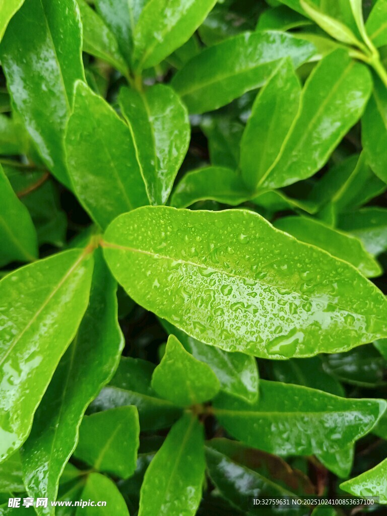 翠绿叶片上的晶莹水珠