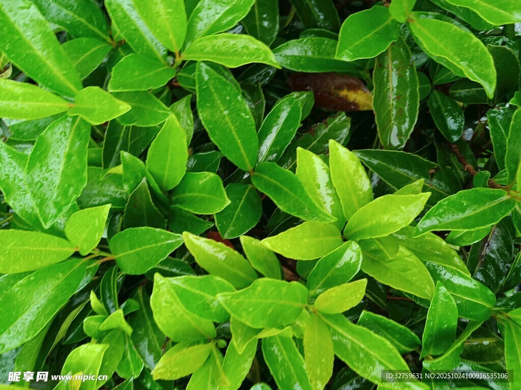 翠绿繁茂的生机绿叶