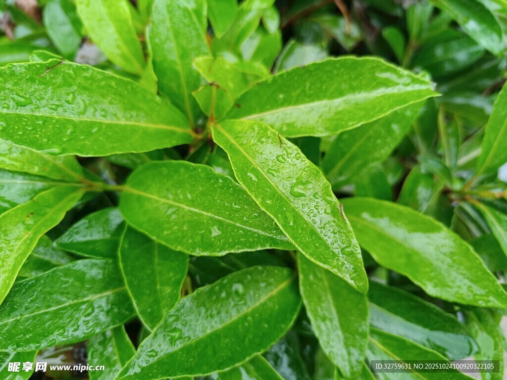 翠绿欲滴的鲜嫩叶片