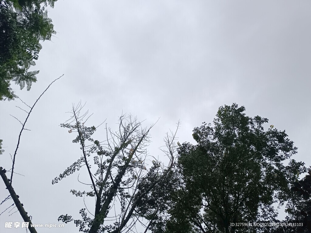 天空下的树木与电线杆