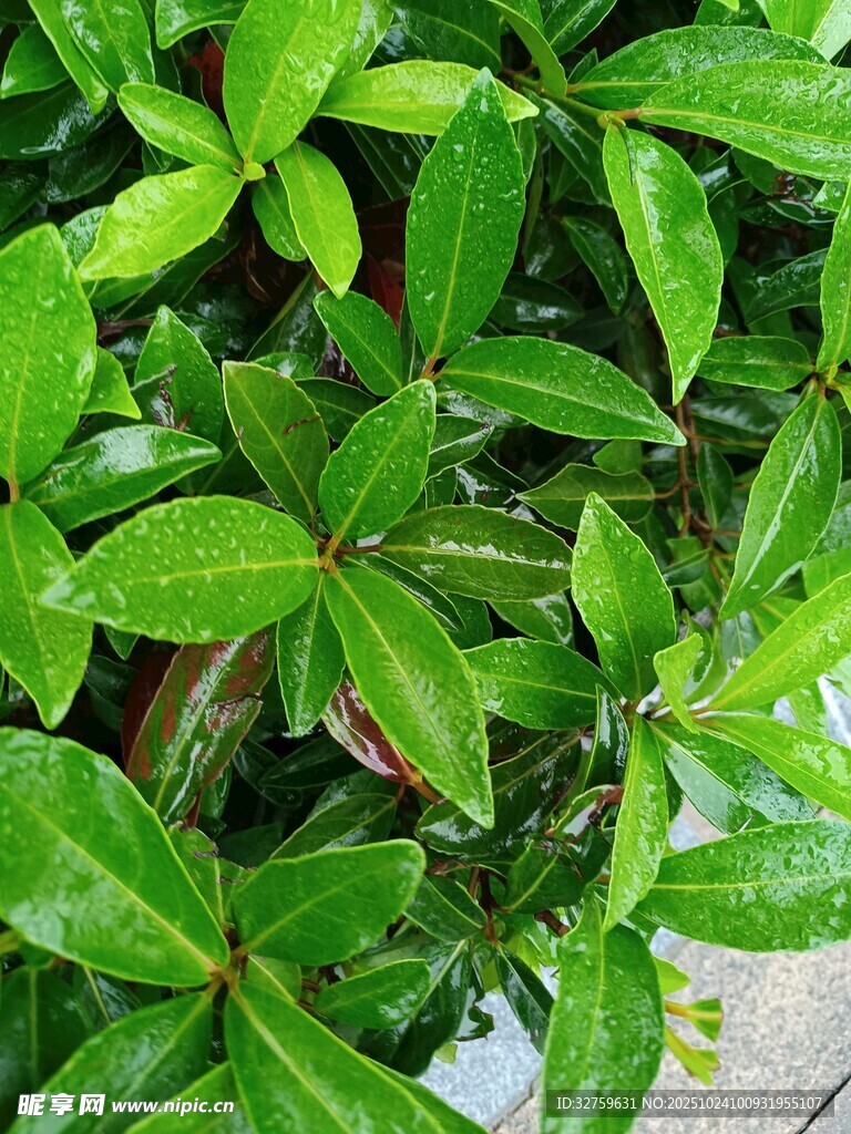 翠绿繁茂的植物叶片