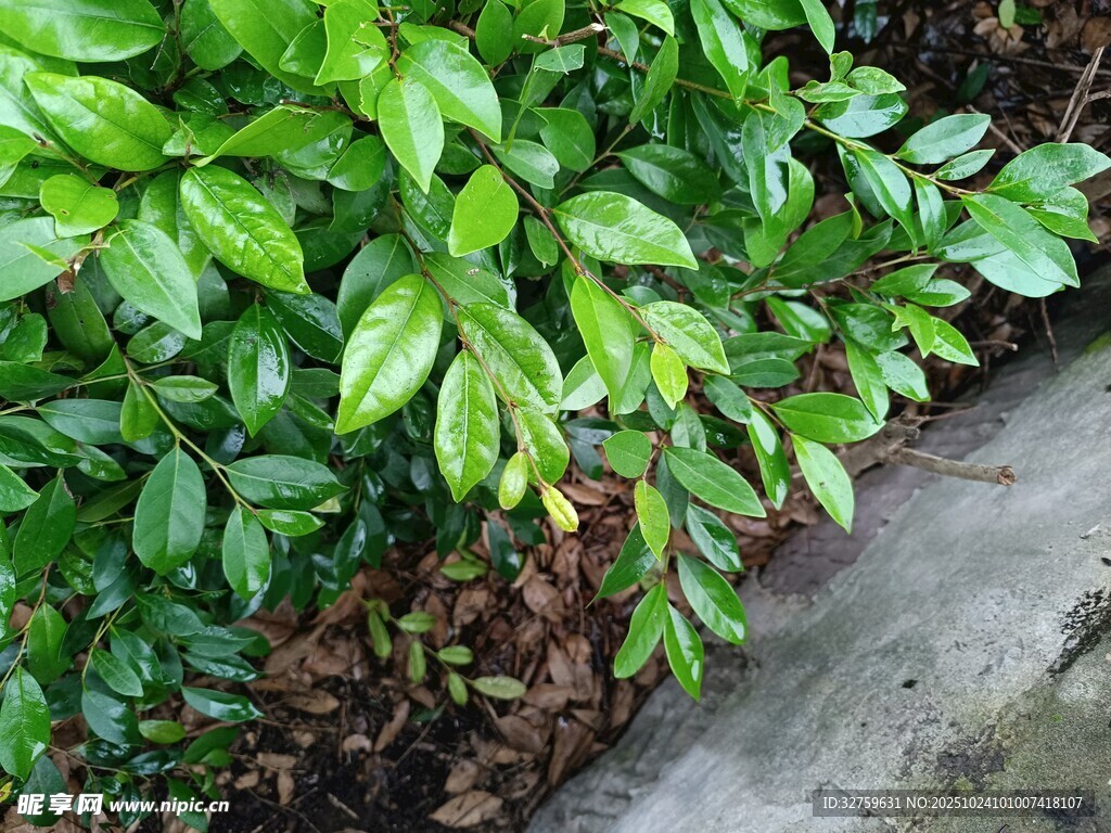 翠绿植物沿水泥边生长