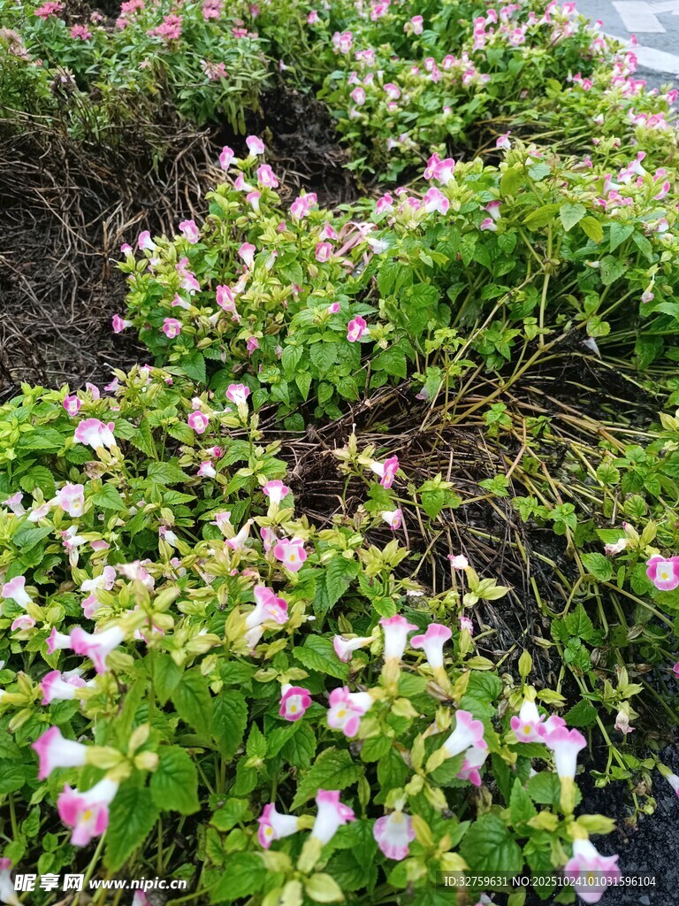 地面盛开的多彩小花
