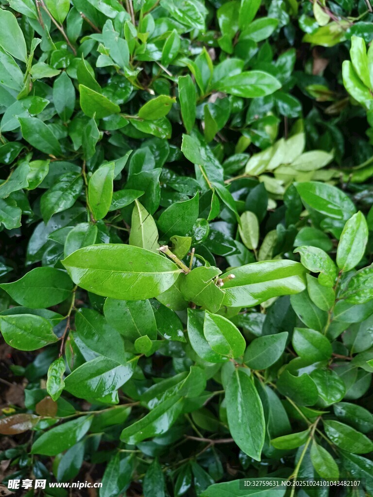 翠绿繁茂的绿植景观