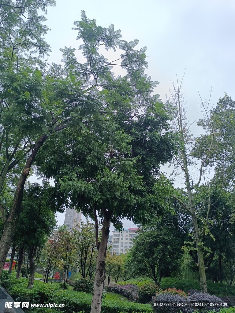 绿意盎然的树林景观