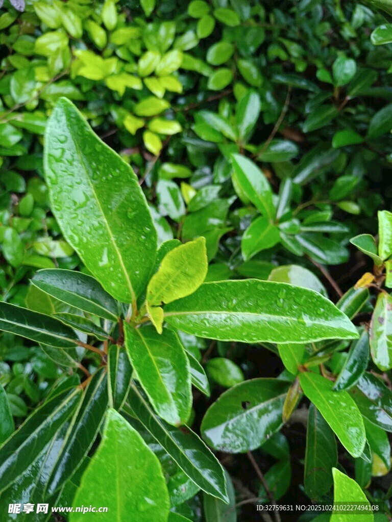 翠绿叶片上的晶莹水珠