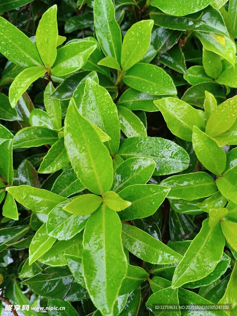 翠绿繁茂的植物叶片