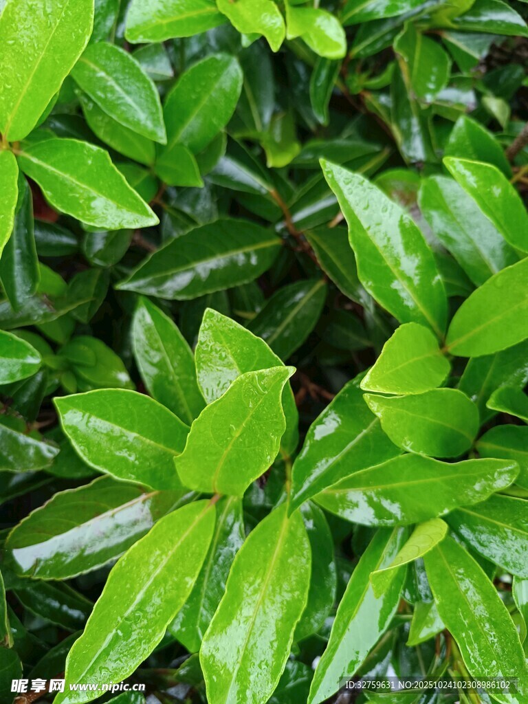 翠绿欲滴的鲜嫩叶片