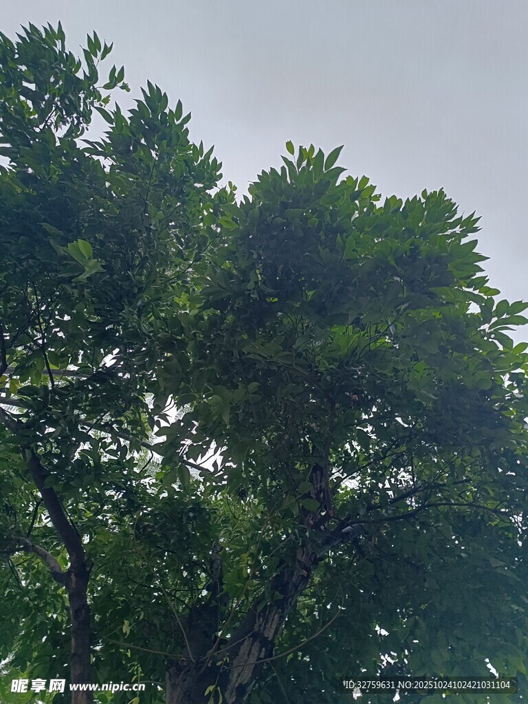 茂密绿树展现自然生机