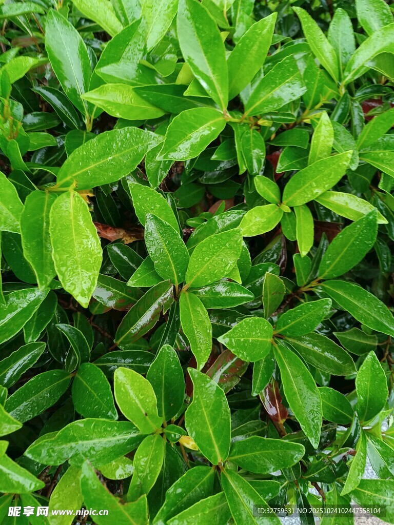 翠绿繁茂的植物叶片