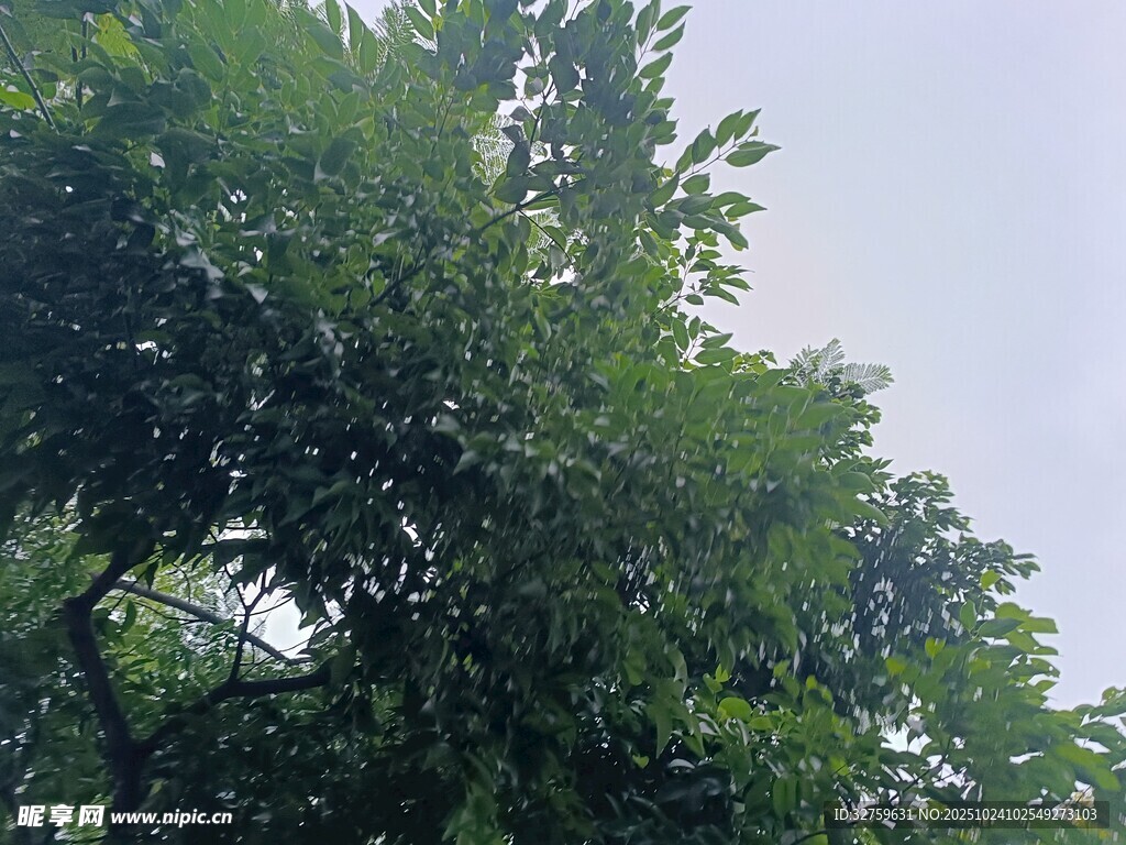 繁茂绿树映蓝天