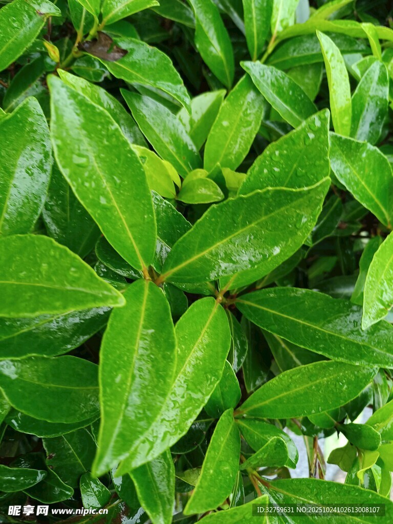 翠绿欲滴的鲜嫩叶片