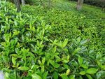 翠绿繁茂的绿植景观