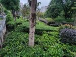 城市中绿意盎然的园林景观