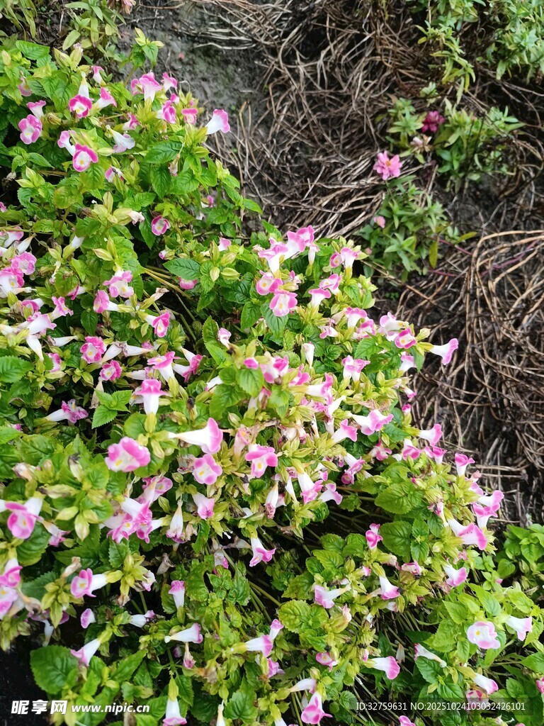 粉色小花绽放于绿植间