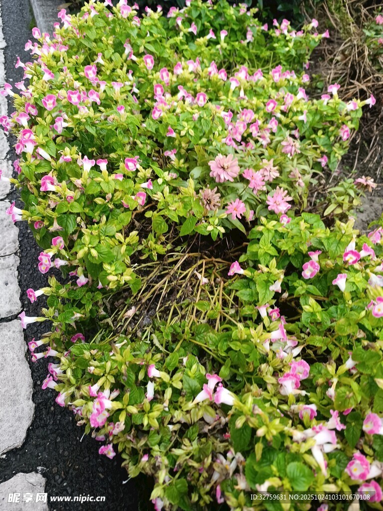 粉色小花簇拥的绿植景观