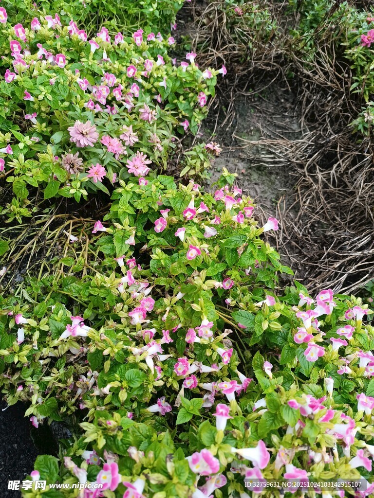 粉色繁花绿植景观