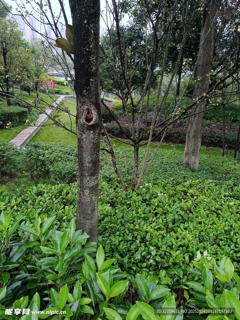 林间绿植与树木景观