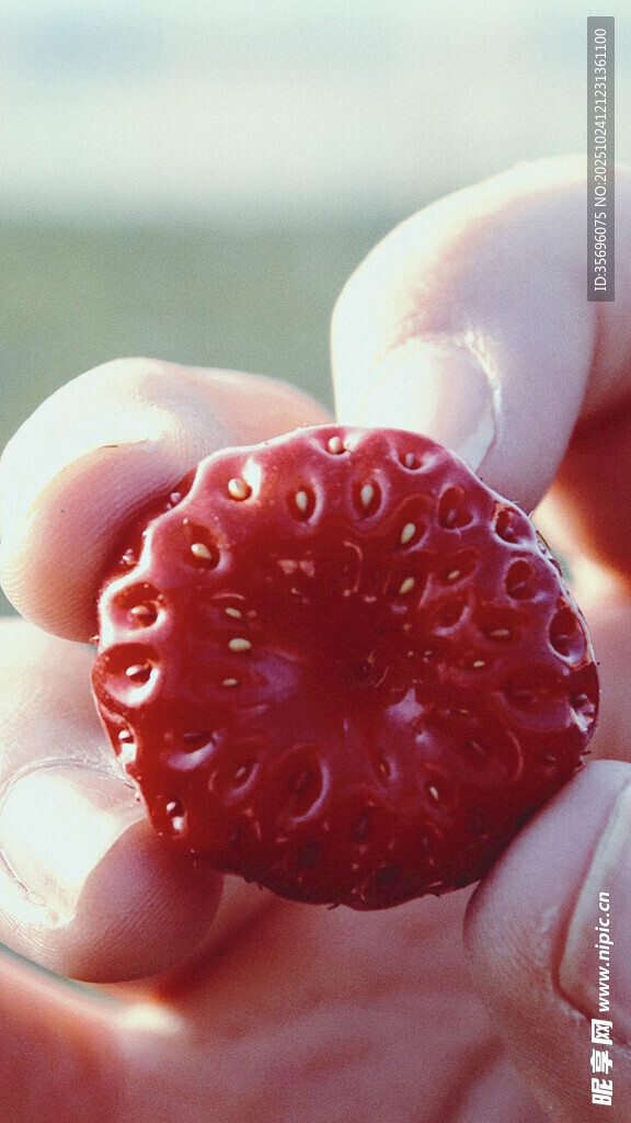 手中的鲜红树莓