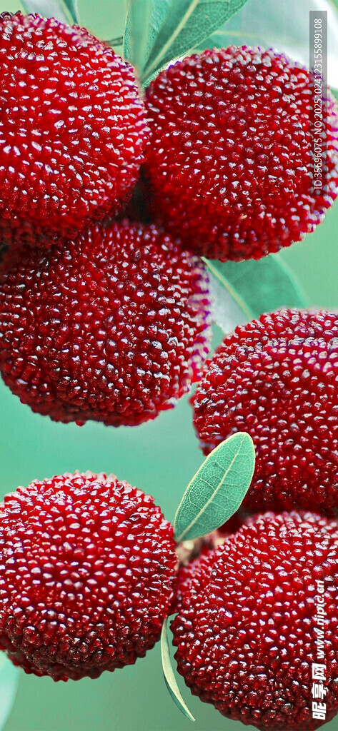 鲜红饱满的诱人杨梅