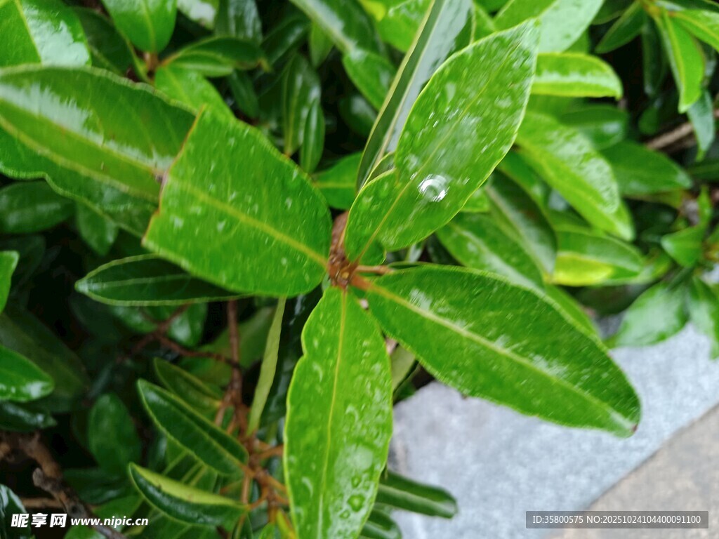 翠绿叶片上的晶莹水珠