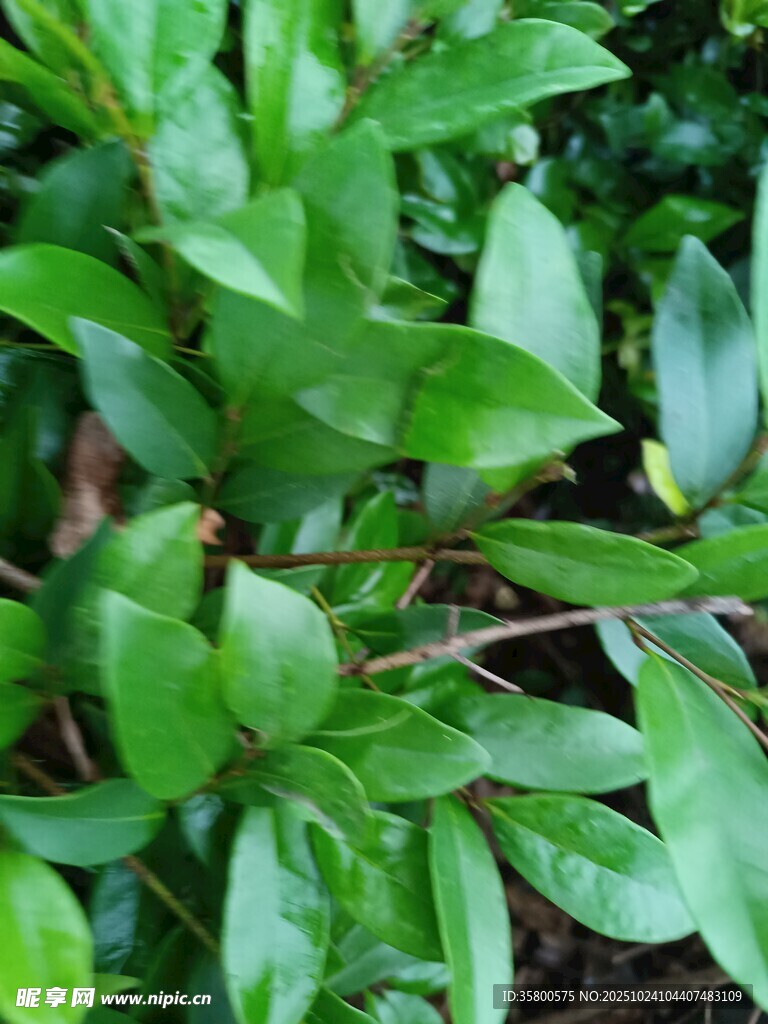 翠绿叶片生机勃勃