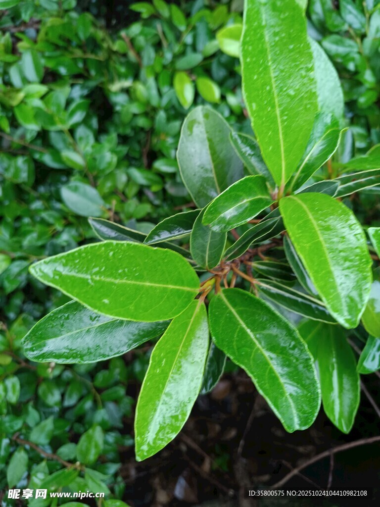 翠绿叶片上的晶莹水珠