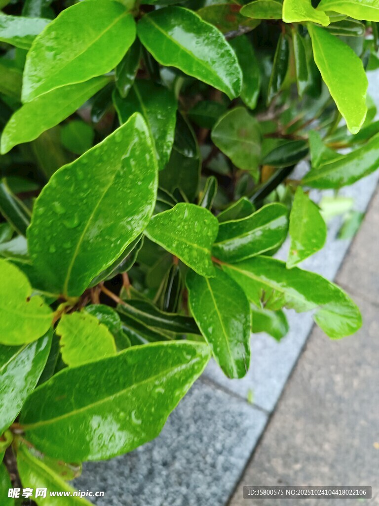 翠绿叶片展现勃勃生机