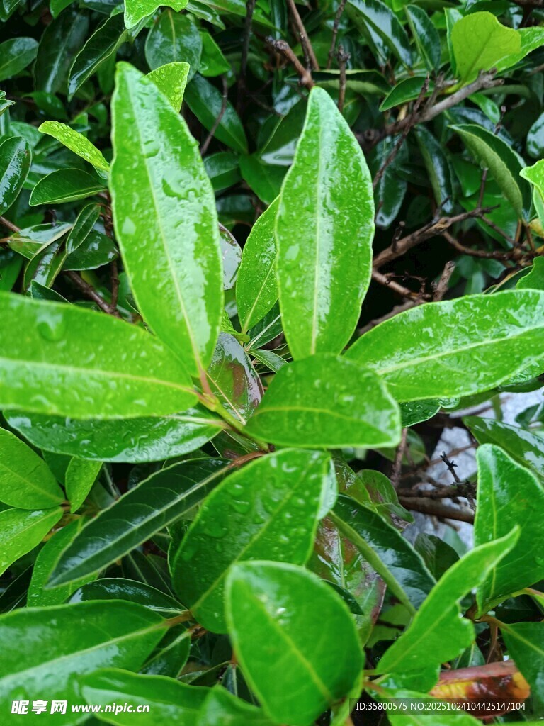 翠绿带露叶片生机勃勃