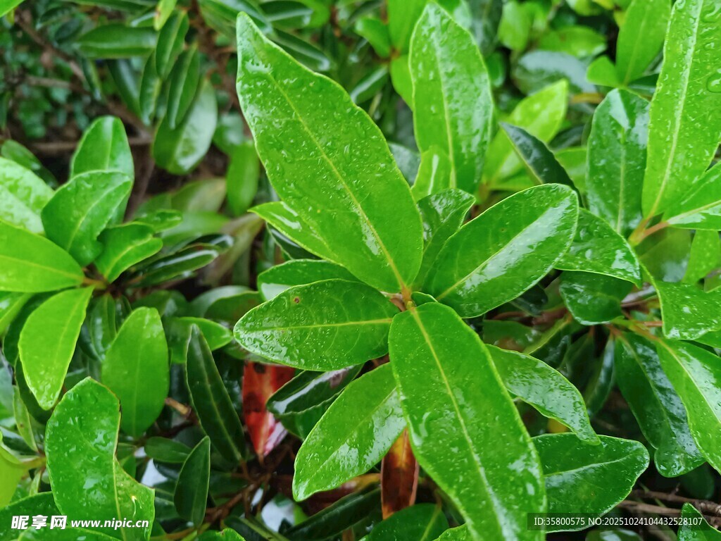 翠绿欲滴的清新植物