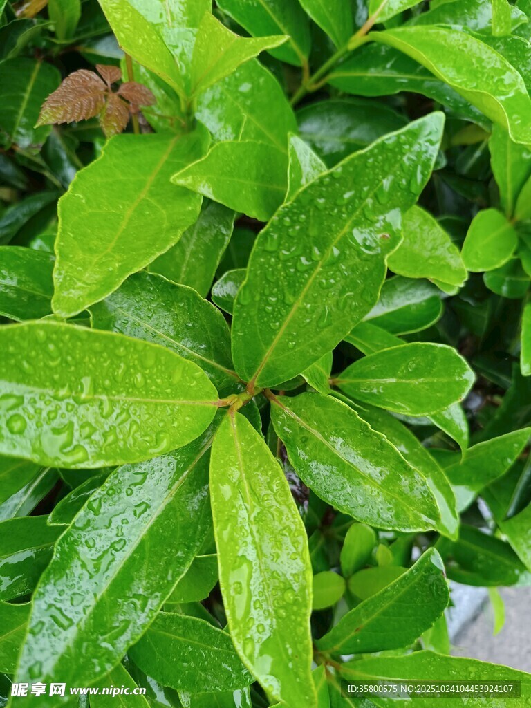 带水珠的翠绿叶片