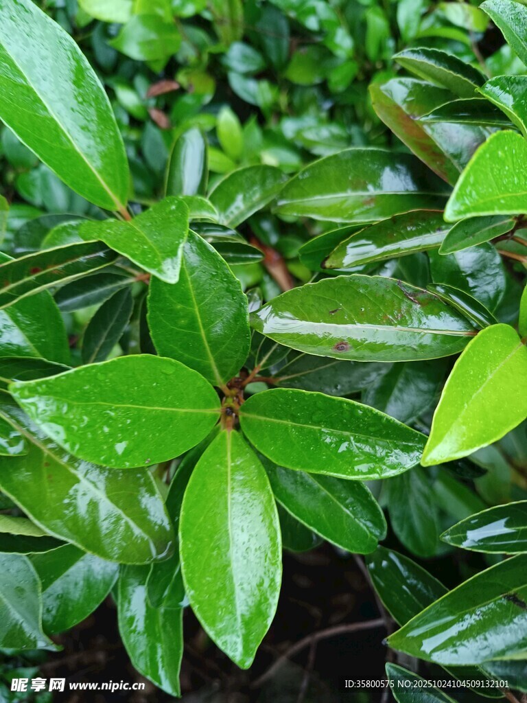 翠绿繁茂的植物叶丛