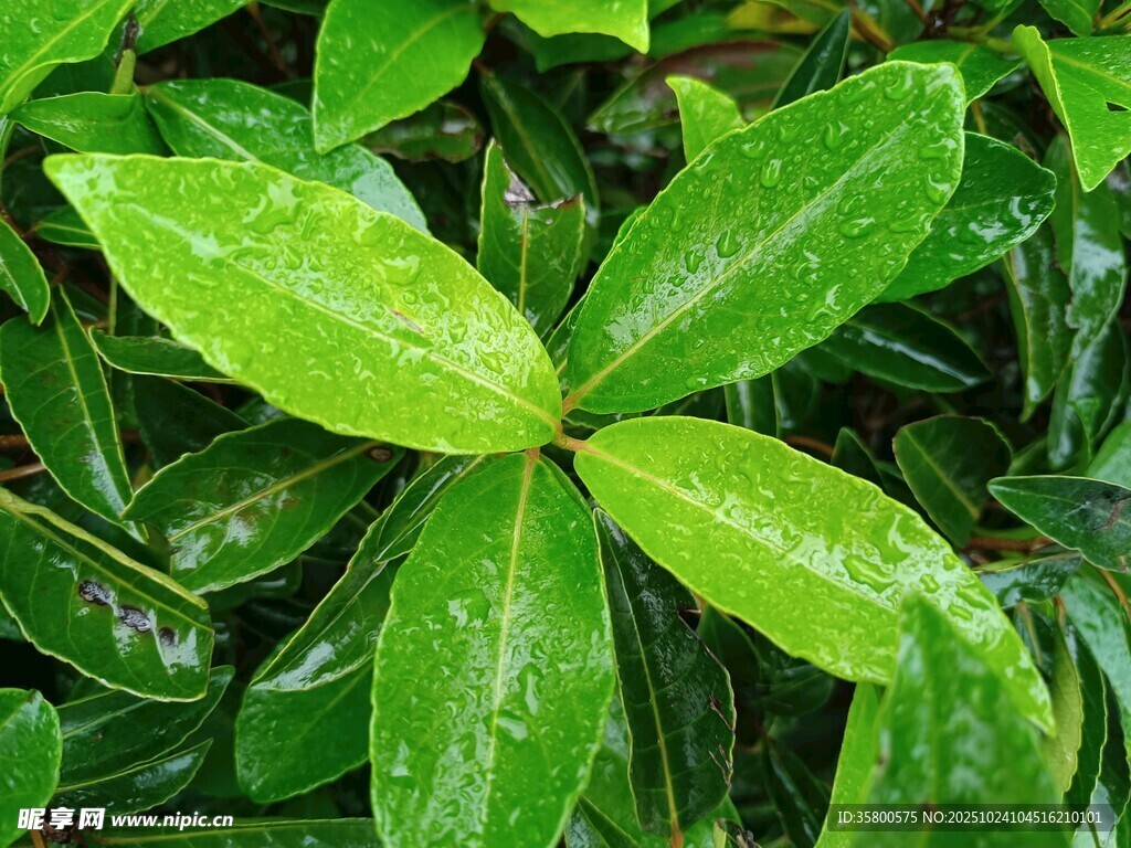 翠绿四叶草植物特写