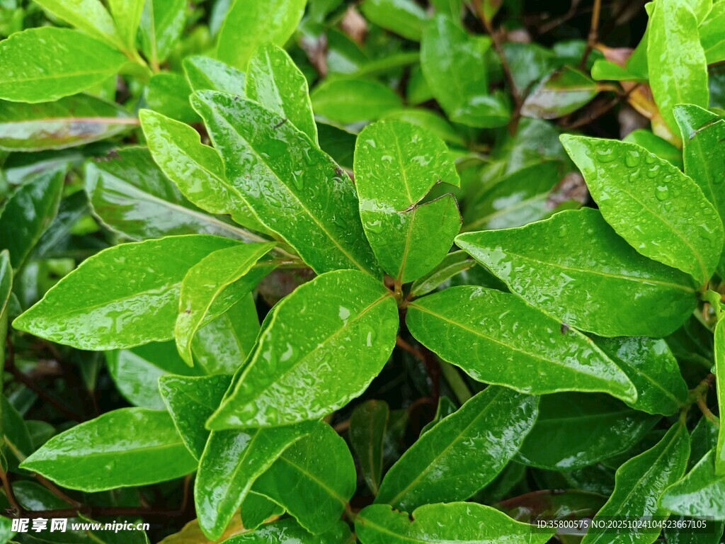 翠绿欲滴的带露植物叶片