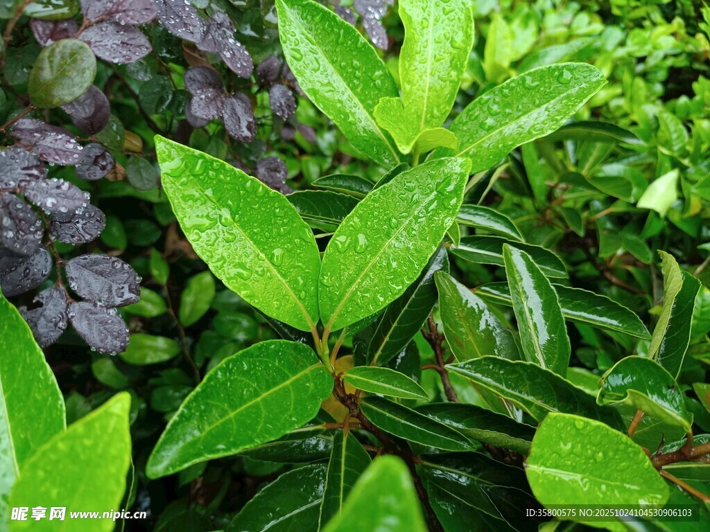 翠绿植物叶片特写