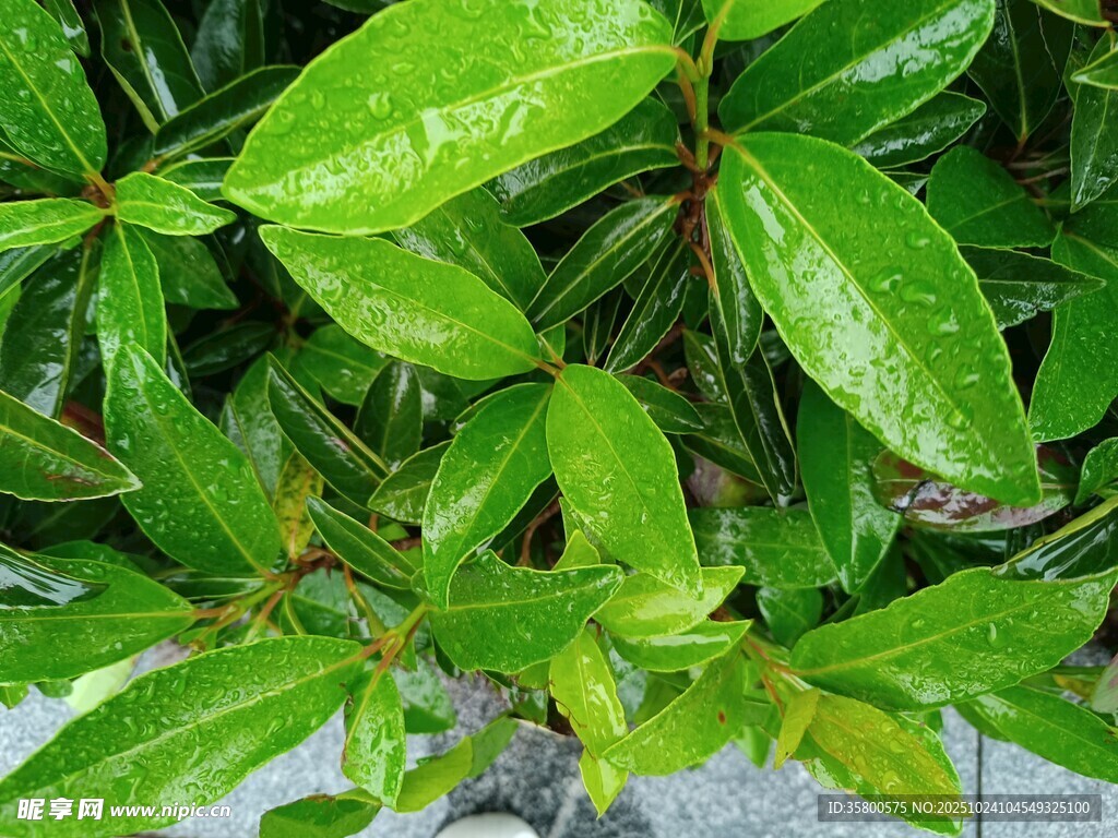 翠绿欲滴的鲜嫩叶片