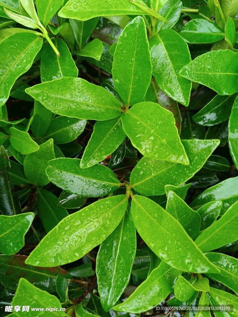 翠绿繁茂的植物叶片