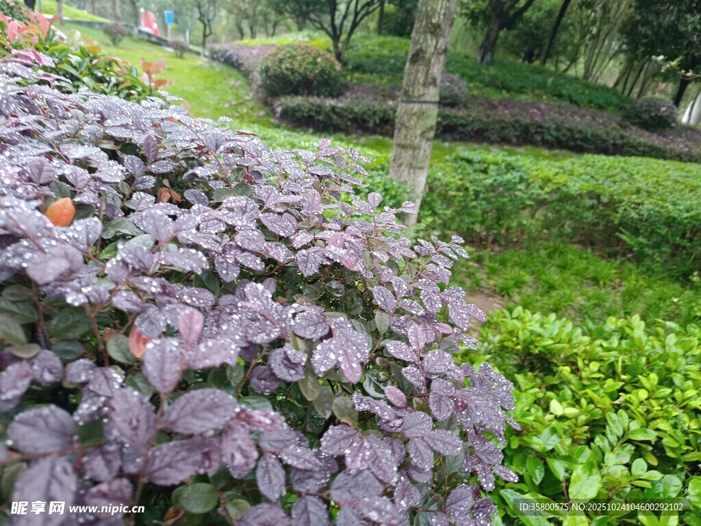 紫色植物装点的园林景观