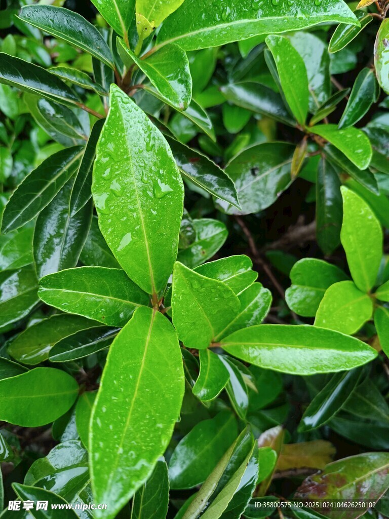 翠绿欲滴的润泽叶片