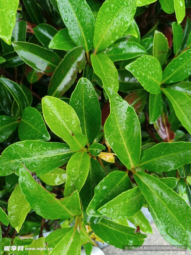 翠绿叶片上的晶莹水珠