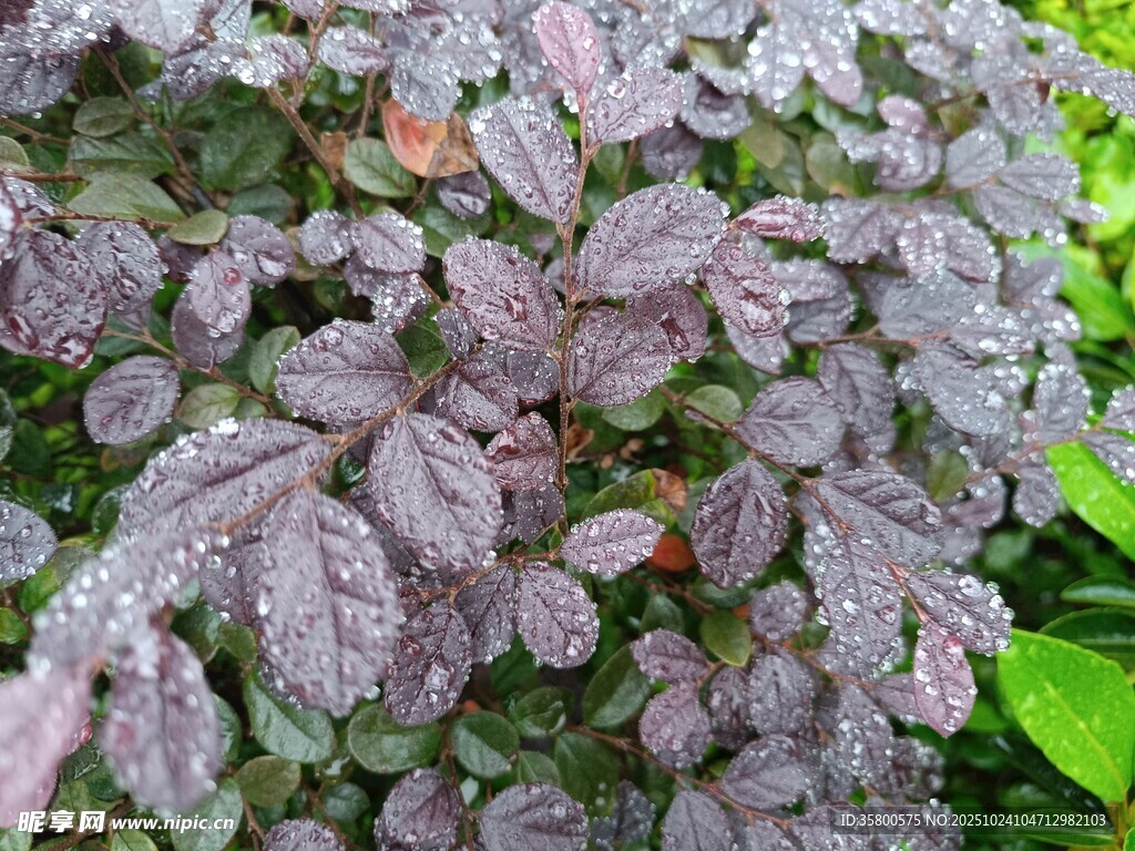 紫叶植物带露特写