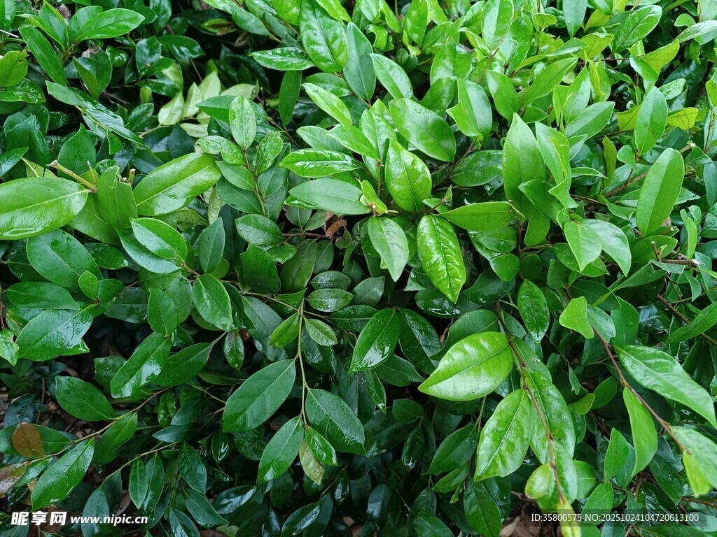 翠绿繁茂的叶片植物