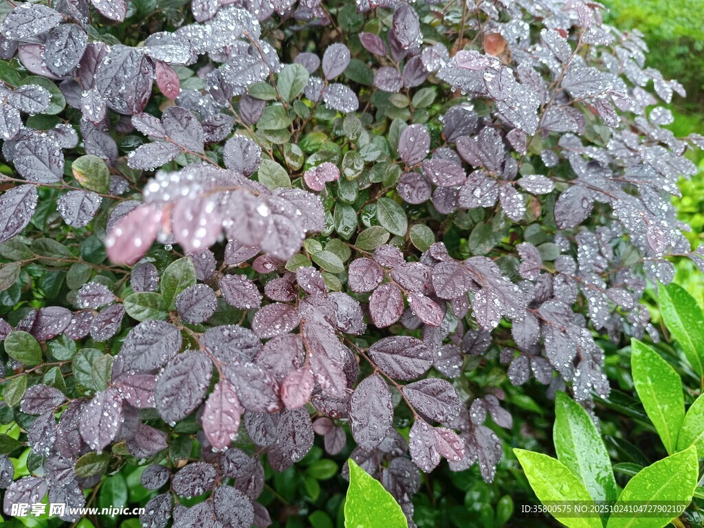 紫叶植物特写