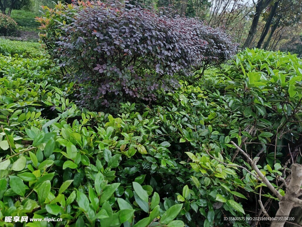 园林绿植景观