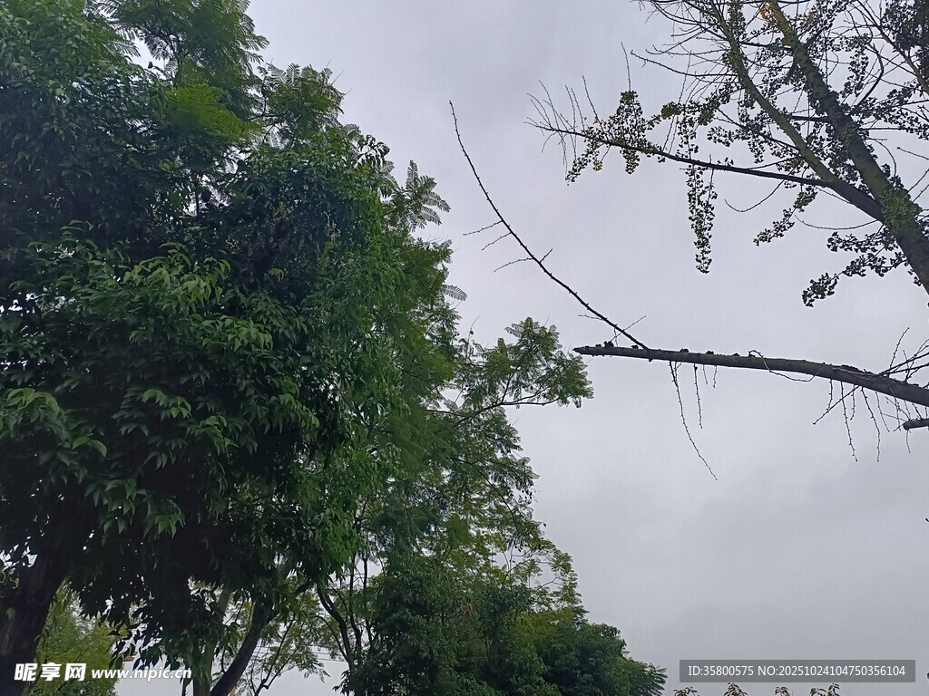 阴天中的葱郁树木