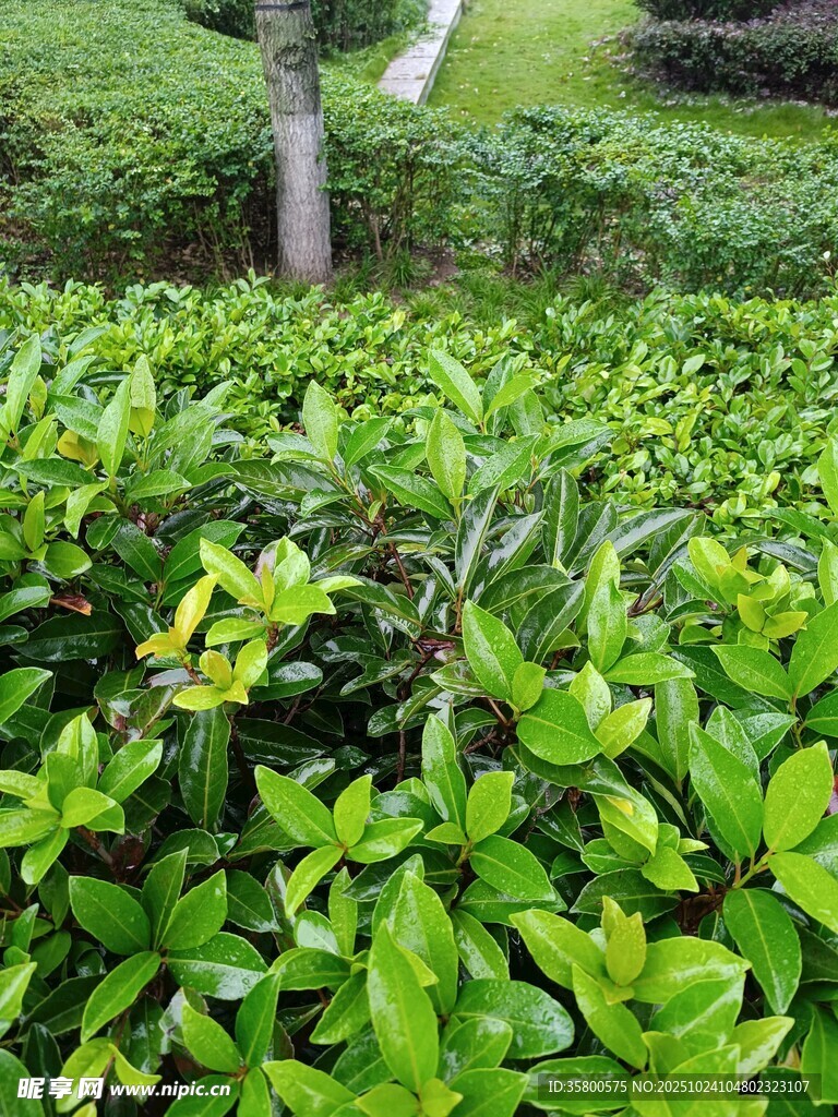 翠绿繁茂的绿植景观