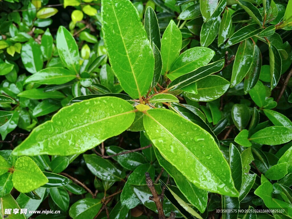 翠绿阔叶植物特写