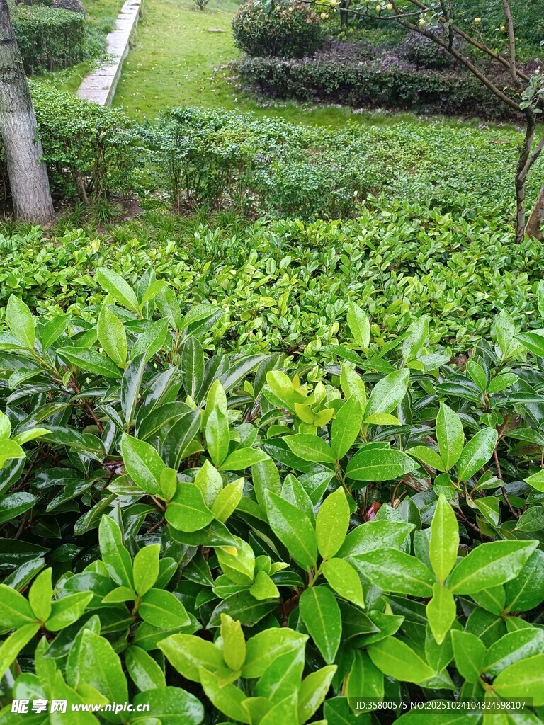 翠绿繁茂的园林植物景观
