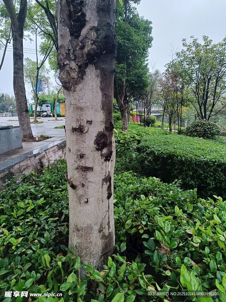 树干刻画的奇特人脸图案